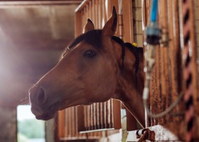 Niebezpieczny wirus zagraża koniom? GLW informuje!