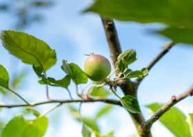 Sady po opadzie świętojańskim - owoców będzie mniej