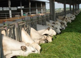 Rasy bydła mięsnego - poznajmy Piemontese