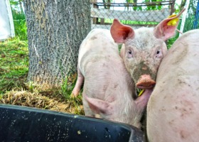 Nie dla dopłat do świń utrzymywanych na wybiegach - apel KZPPTCH