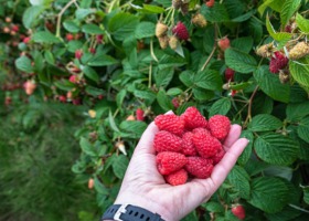 Ruszył skup owoców - astronomiczne ceny malin, a co z wiśniami?