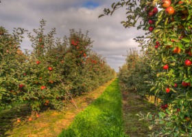 Jak zapowiadają się tegoroczne zbiory jabłek?