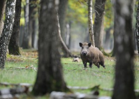 ASF u dzików – 34 nowe przypadki