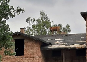 Co krowa robiła na dachu? Niecodzienna akcja strażaków