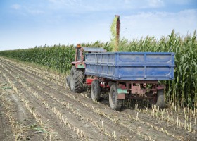 Jakie korzyści z uprawy kukurydzy na kiszonkę?