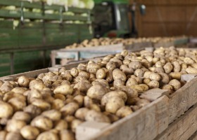 Nowoczesna przechowalnia ziemniaków w hali stalowej – zobacz, dlaczego to się opłaca!