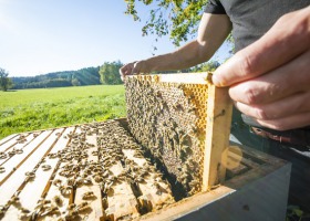 Pszczoły u lekarza - zapobieganie i leczenie chorób pszczół