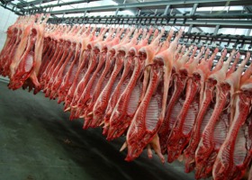Producenci świń i zakłady mięsne w potrzasku ASF?