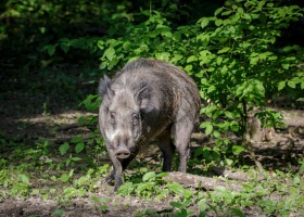 ASF u dzików już w powiecie płockim