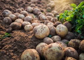 Wady i choroby bulw ziemniaka