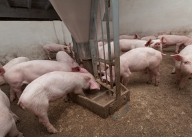 Wzrost cen żywca i optymizm na unijnym rynku wieprzowiny
