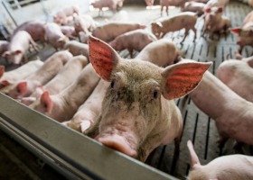 ASF nie odpuszcza. Kolejne dwa gospodarstwa, ponad 2000 świń