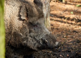 Aż 76 przypadków ASF u dzików w ciągu tygodnia