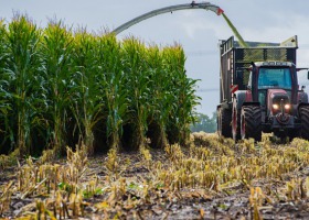 Jak określić ilość suchej masy w kukurydzy?