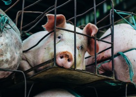 Wysokie ceny wieprzowiny w Unii? Sprzyja spadek pogłowia świń w Chinach