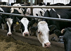 Prawidłowe karmienie krów a ich mleczność