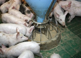 Jak ograniczyć stosowanie antybiotyków w produkcji zwierzęcej?