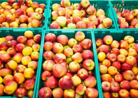 Rynek hurtowy Bronisze: wysokie ceny jabłek