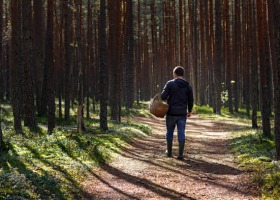 Hodujesz świnie? Nie chodź na grzyby - apeluje GLW