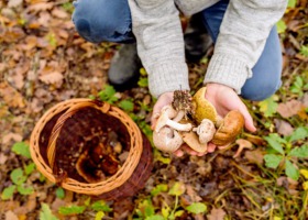 Zbieranie grzybów - jak rozpoznać te jadalne?
