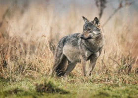 Podkarpaccy rolnicy potrzebują ochrony przed wilkami