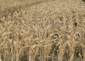 Plonowanie zbóż ozimych w 2019 roku