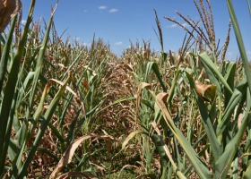 Bilans wodny poprawia się. Monitoring suszy rolniczej trwa