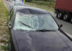Koń zderzył się z samochodem. Łoś spowodował kolizję...