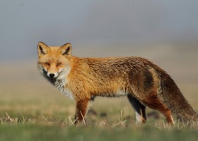 W Małopolsce zaszczepią lisy przeciwko wściekliźnie