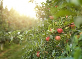 Pora naturalnego wybarwiania jabłek