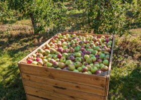 Tajlandia nowym kierunkiem dla polskich jabłek