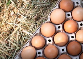 Jaja i drób pomogą w walce z demencją