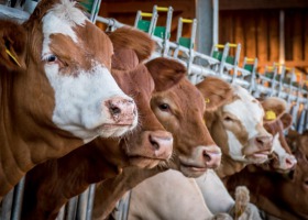 Pogłowie bydła w Polsce wzrosło
