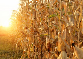 Kukurydza pozostawiona na polach przyciąga dziki