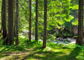 Wsparcie na inwestycje zwiększające odporność ekosystemów leśnych - nabór wniosków