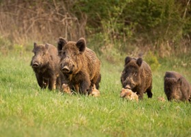 Pomorskie: preparaty odstraszające dziki wzdłuż rzeki Nogat