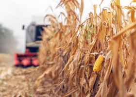 KRIR interweniuje w sprawie niepokojąco niskich cen kukurydzy