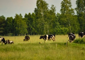 Krowy z Deszczna szukają lokum lub... wirtualnych adopcji