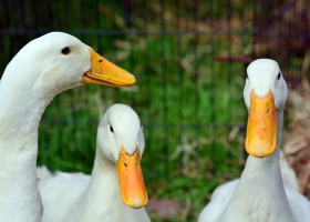 Grypa ptaków na fermie kaczek we Francji