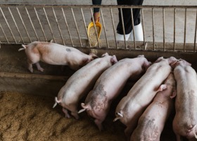 Prawie drugi miesiąc bez zmian w cenach skupu tuczników