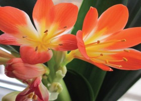 Domowe rośliny doniczkowe - pięknie kwitnąca kliwia