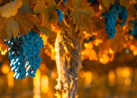 Polskie winnice - o uprawie winogron słów kilka