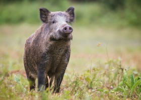 ASF u dzików - odnotowano kolejne przypadki