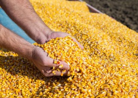 KRIR: Zatrzymać niekontrolowany napływ kukurydzy z Ukrainy
