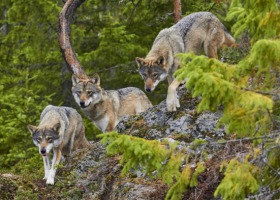 Bieszczady: wataha wilków zagryzła konia