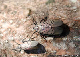 PIORIN ostrzega: Lycorma delicatula zagrożeniem dla upraw sadowniczych