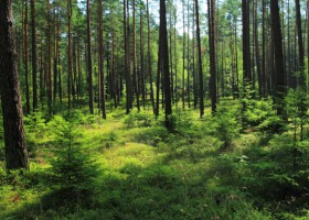 Wsparcie na inwestycje zwiększające odporność ekosystemów leśnych – nabór wniosków dobiega końca