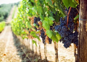 Przyszłość europejskiej uprawy winorośli: co zrobić, by dalej odnosiła sukcesy?