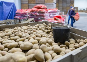 Bronisze: rozszerza się asortyment warzyw importowanych