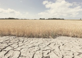 Uwaga rolnicy! Termin składania wniosków o pomoc suszową przedłużony